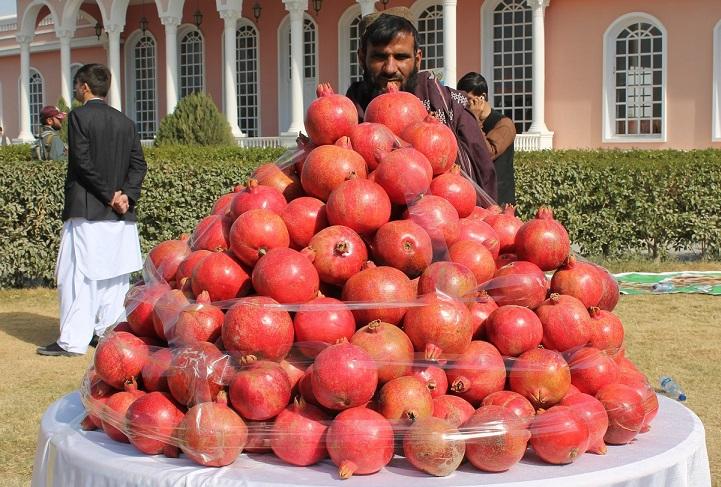 Kandahar exports pomegranates worth $8.8m this season