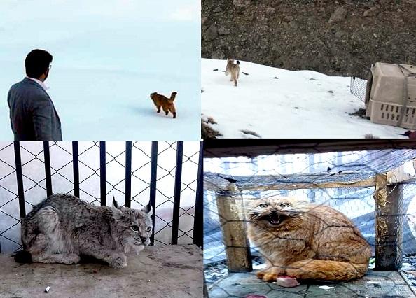2 mountain cats freed in Panjshir on World Wildlife Day