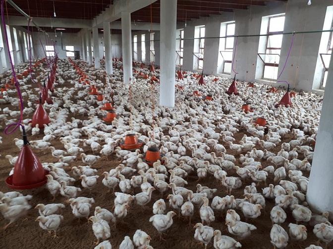 Nangarhar exports 76 tonnes of poultry feed to Tajikistan