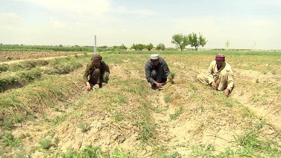 Khost growers voice satisfaction with saffron yield