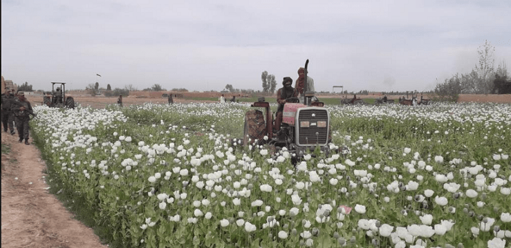 Helmand wheat farmers turn to poppies again
