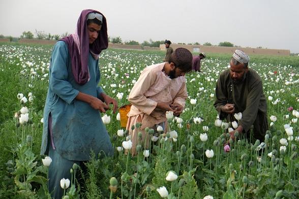 Opium production up in Afghanistan: White House