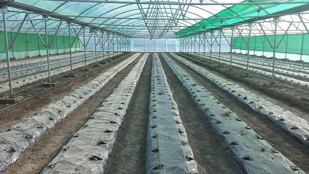 دو سبزخانه با هزينۀ یک میلیون دالر در پروان به بهره برداری سپرده شد