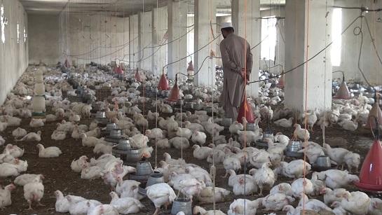 له بهره د چرګ غوښې واردېدو په بلخ کې د کورني چرګانو بازار خراب کړی