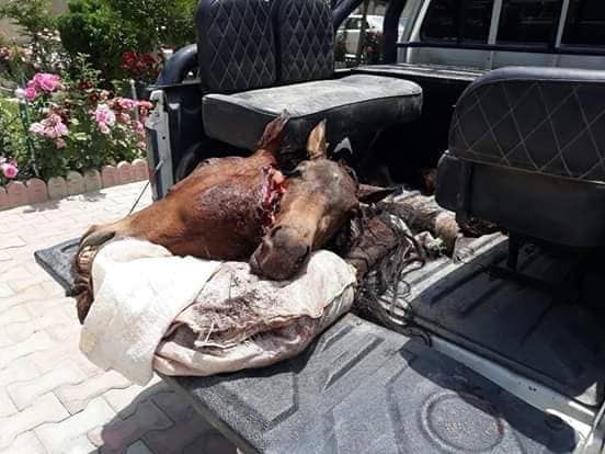 3 butchers arrested in Khost for selling horse meat