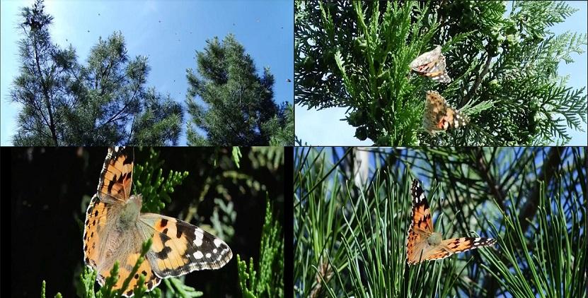 “موج عظیمی از پروانه ها به ولایت هرات هجوم آورده اند”