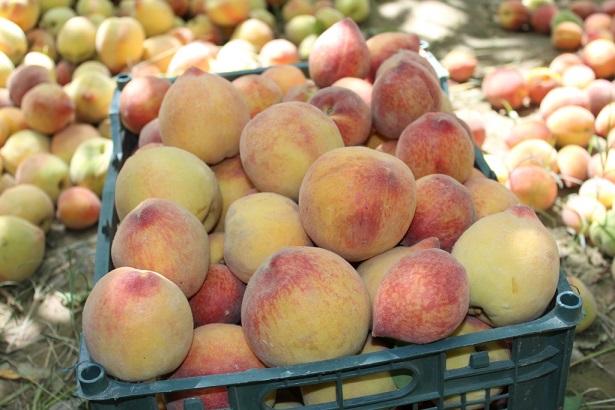 Peach yield up, poppy down in Helmand, say farmers