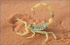 به زودی نیم کیلو «زهر گژدم» به ارزش ۲،۵ میلیون دالر از هرات به خارج صادر می شود