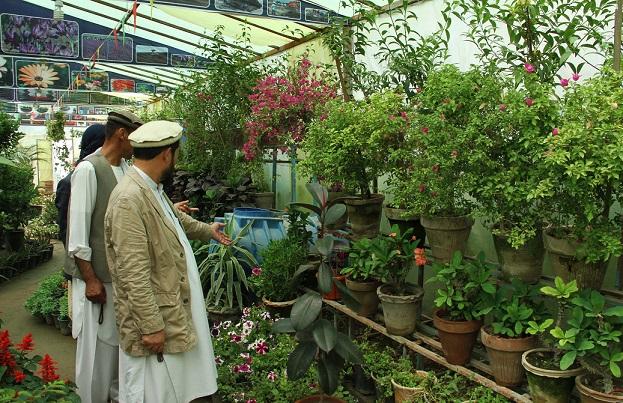 گلفروشان شهر کابل از نبود مکان های دایمی شکایت دارند
