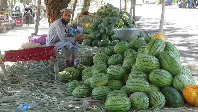 Nangarhar records surge in watermelon yield