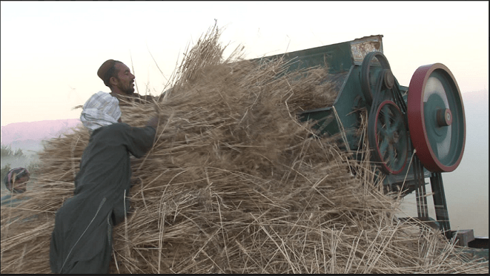 ارزگان امسال از ناحیه محصولات گندم خودکفا شده است