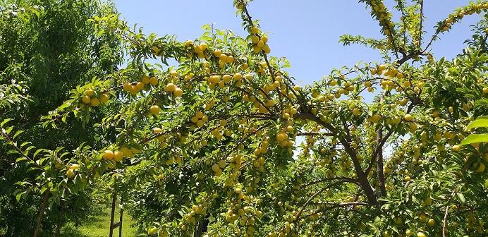 Maidan Wardak expects big surge in fruit yield this year