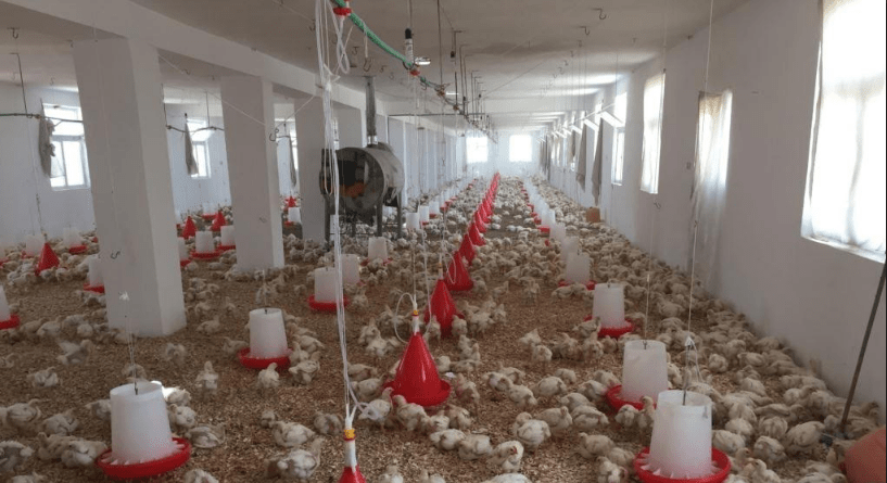 “باید جلو واردات محصولات مرغی از ایران گرفته شود”