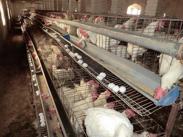 Curbs on transport cause 50pc surge in eggs price