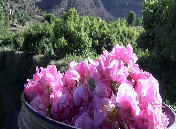 Nangarhar flower production fetches 40m afs annually