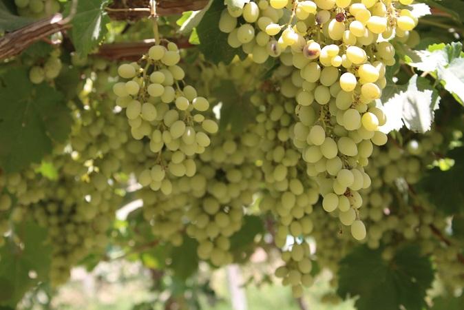 24pc spike recorded in Balkh grape yield this year