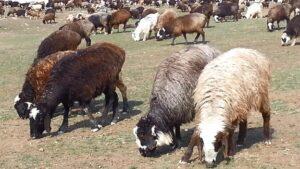 Animals’ prices up due to insecurity: Pakita residents