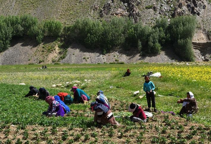 Besides higher studies, some Bamyan girls also work
