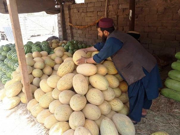 Helmand farmers happy with melon, watermelon yield