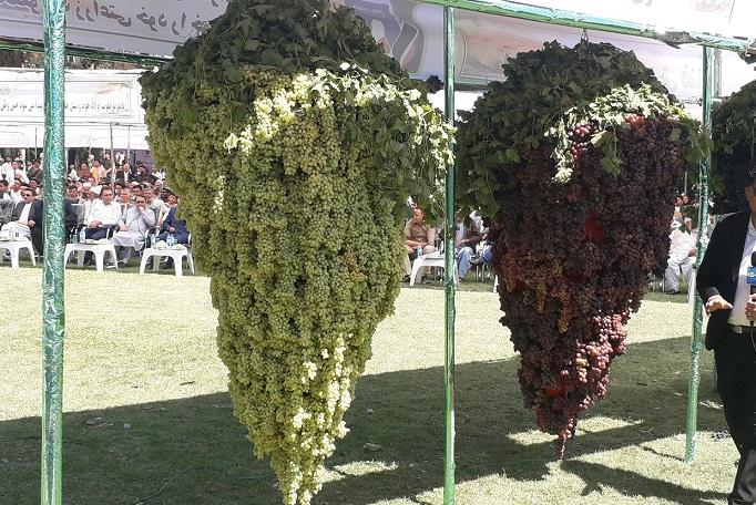حاصلات انگور در هرات به ١٣٥ هزار تُن افزايش يافته است