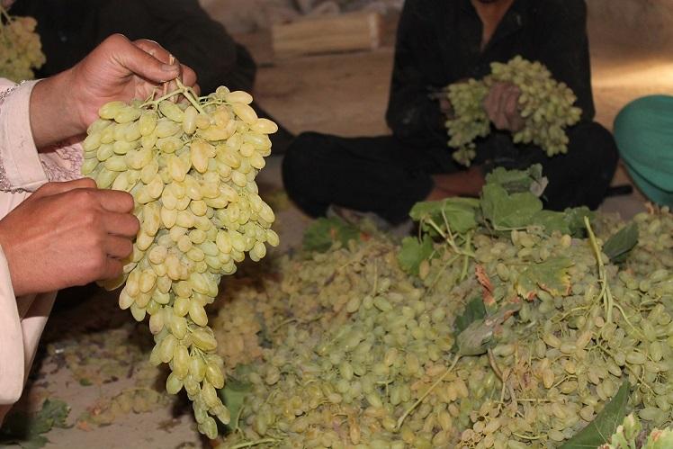 انگور افغانستان برای نخستین بار از بندر چابهار به هند صادر شد