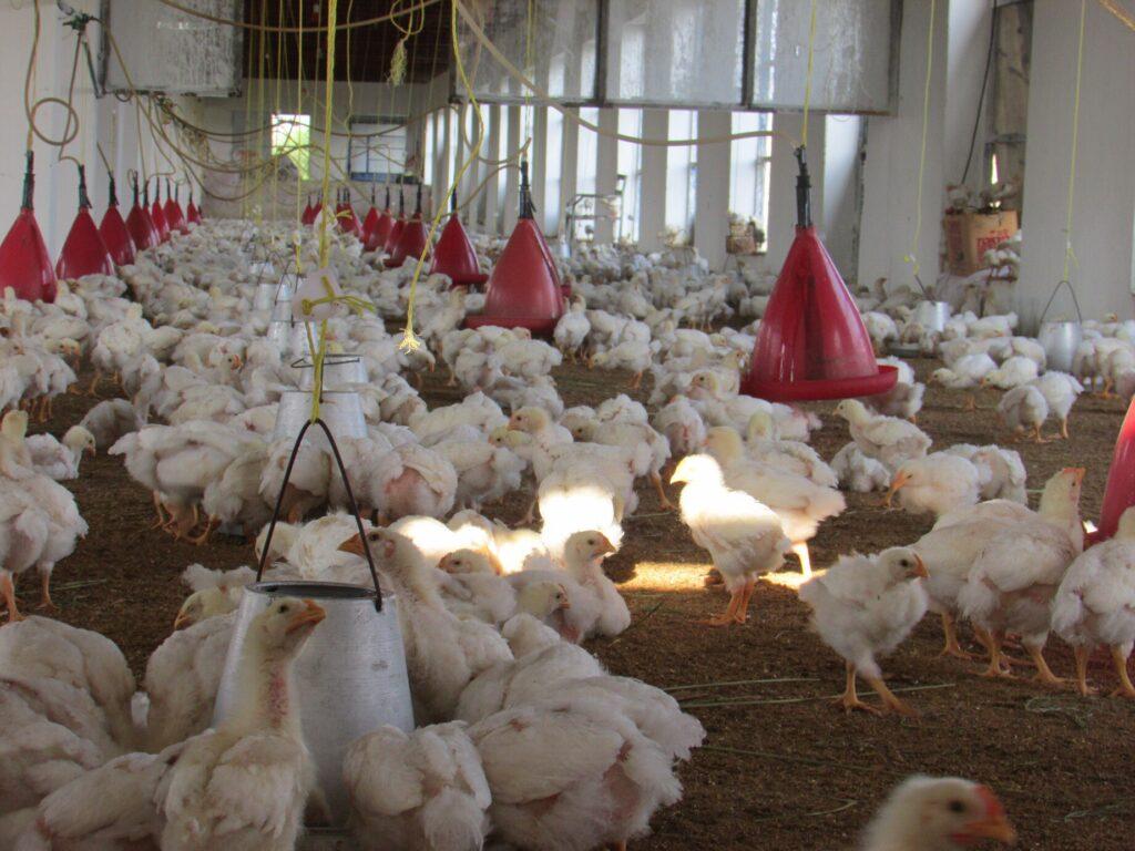 Nangarhar poultry farms meet local needs