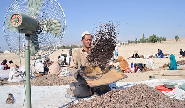 Afghanistan resumes pine nut exports to China