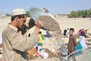 Pine nuts worth $16m exported to China in 2 months
