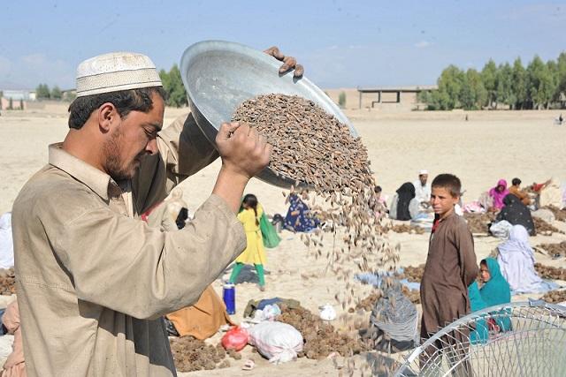 افغانستان دوه میاشتو کې د جلغوزیو له صادراتو ۱۶ میلیون ډالر ترلاسه کړي