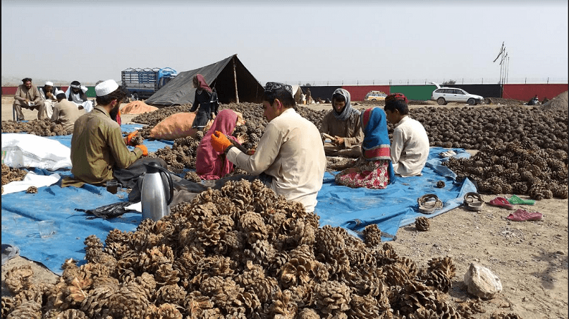 Pine nuts harvest: Hundreds find jobs in Khost