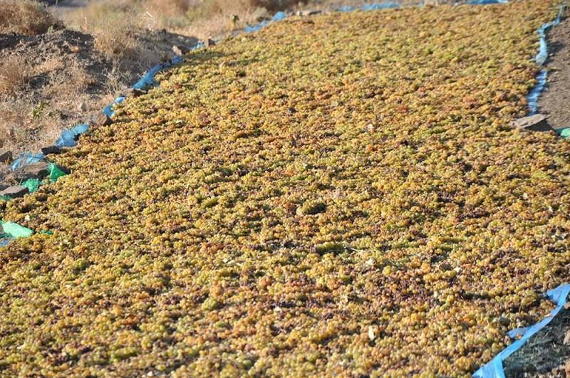 اکثر باغداران هرات، به کشمش خانه‌های معیاری دسترسی ندارند