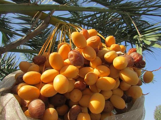 Canal garden to produce 2 tons of dates this year