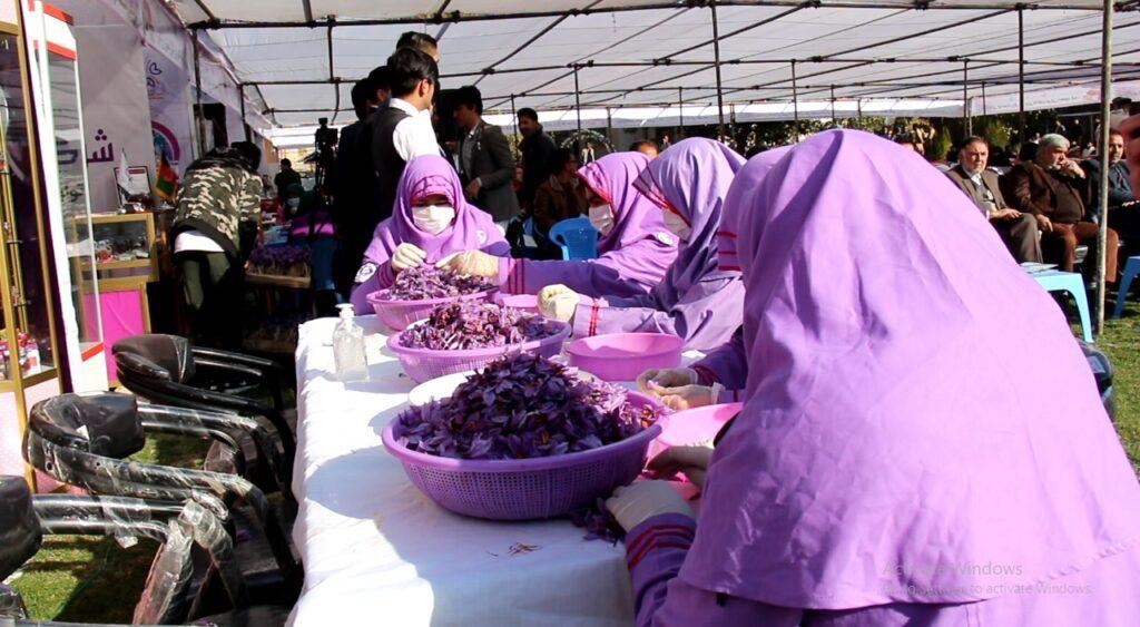 پنجمین جشنوارۀ گل زعفران در هرات برگزار شد