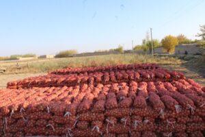 Sar-i-Pul farmers happy with increased onion yield