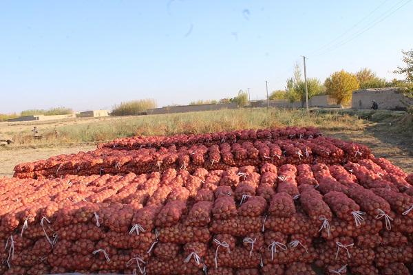 Sar-i-Pul farmers happy with increased onion yield