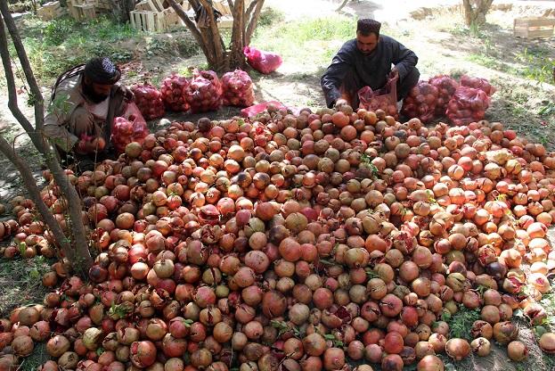 Pests, autumn rains hurt Kandahar pomegranates