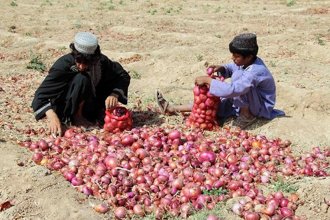Onion brings smile to growers in Kandahar