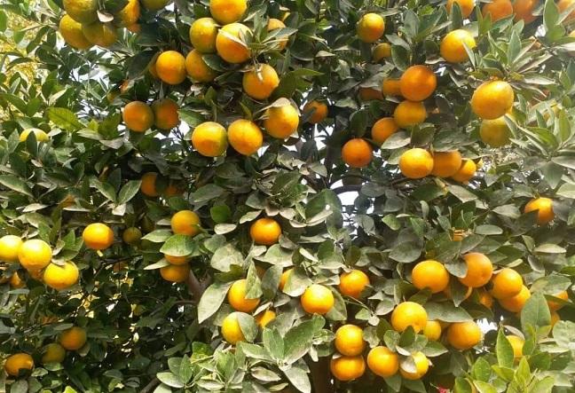 حکومت در ساختن باغ های درخت لیمو و مالته با دهقانان هلمند کمک می کند