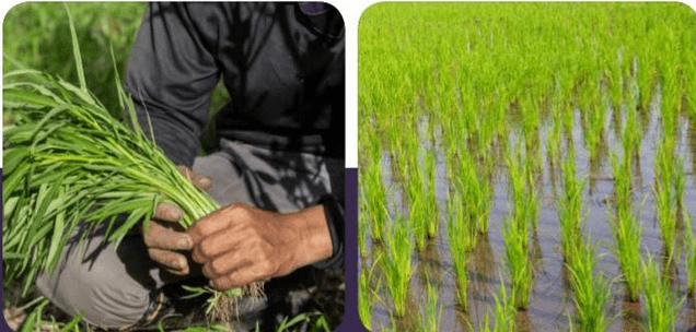 “در سال روان بيش از ٣٨٠ هزار تن برنج در کشور به دست آمده است”