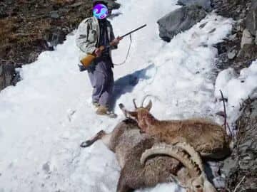 4 scarce mountain goats hunted in Salang district mountains