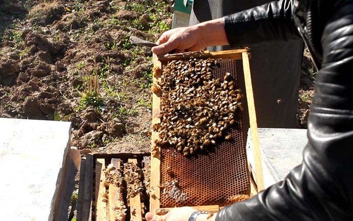 Herat records 20pc rise in honey harvest this year