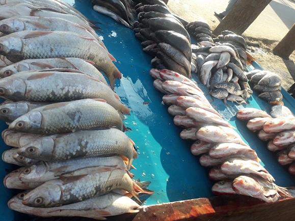 در سال جاری در کندز تولیدات ماهی ۵۰ درصد افزایش یافته‌است