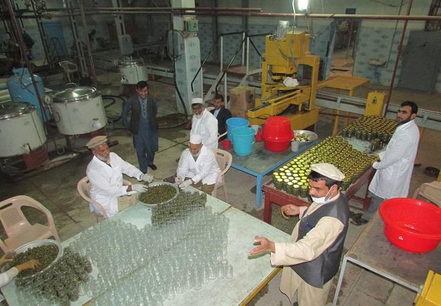 Nangarhar olive yield records 5-time increase this year