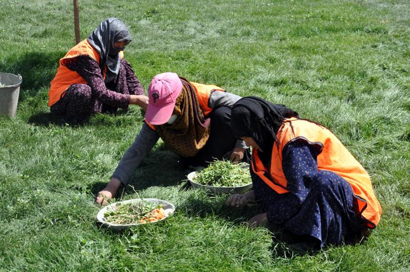 زنان در فاریاب بخشی از سبزیجات مورد نیاز بازار را تامین می کنند