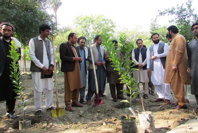 Agriculture officials plant saplings