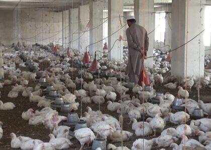 740 poultry farms set up this year, ministry says