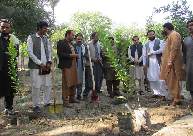 Nangarhar to plant fruit orchards on 3,000 acres