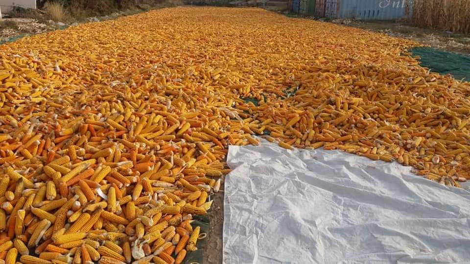 Helmand produces bumper corn yield