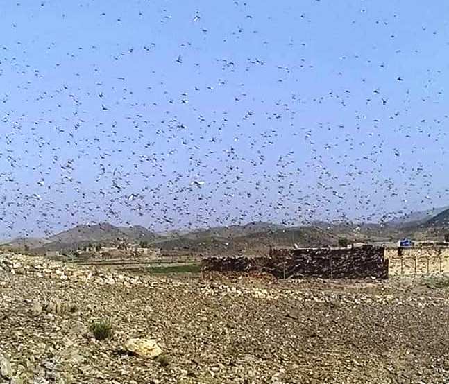 FAO warns of Moroccan Locust outbreak in Afghanistan