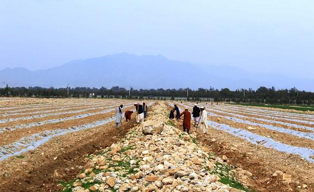 Nangarhar Bira garden